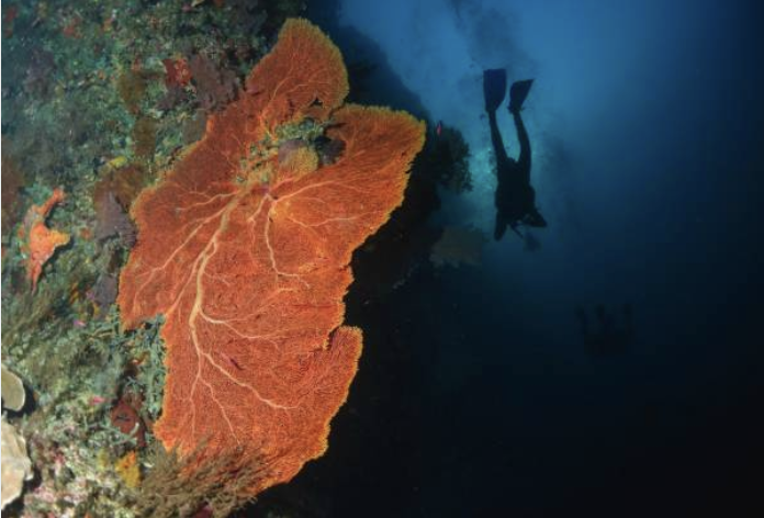 Tubbataha Reef Marine Park