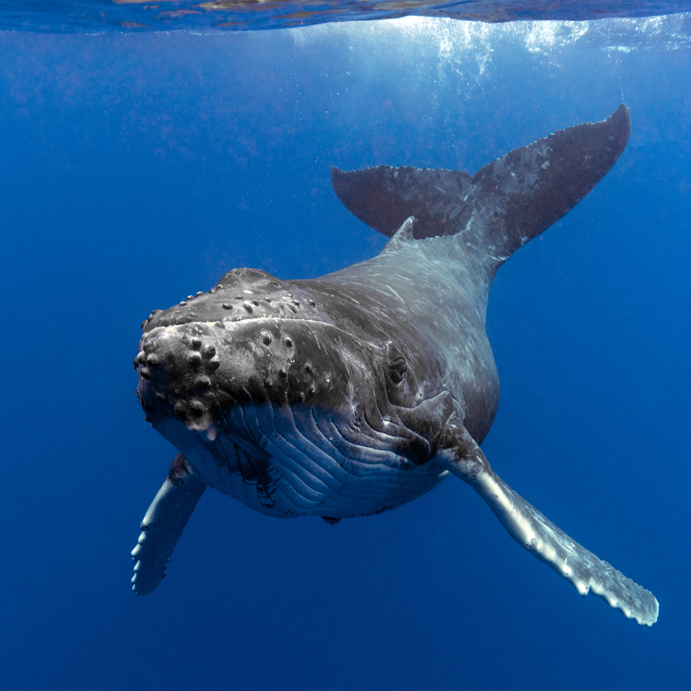 Best Places to See Humpback Whales: A Comprehensive Guide