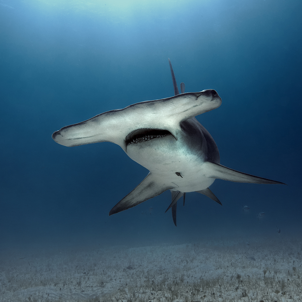 10 Best Places to Dive for Hammerhead Sharks