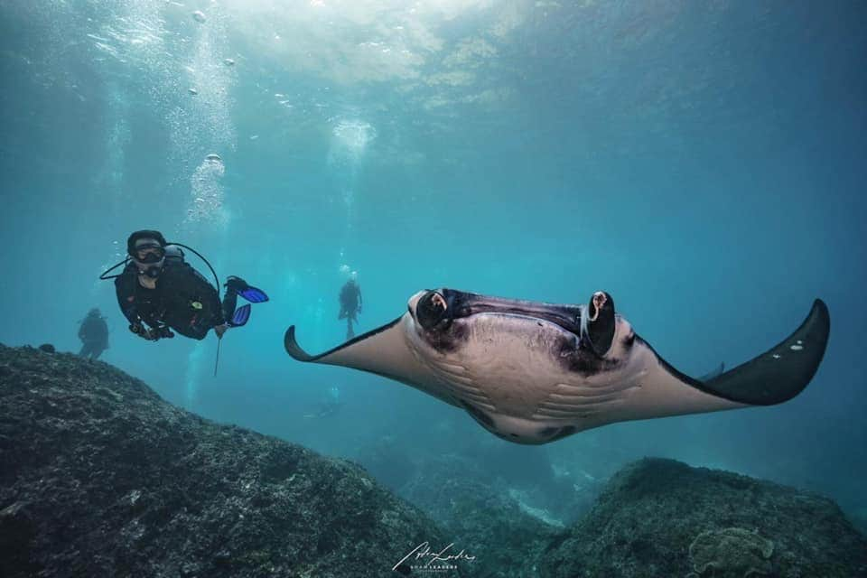 Nico Dives Cool Bali