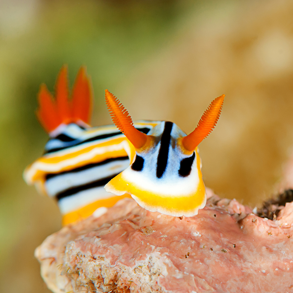 The 4 Best Places to See Nudibranch