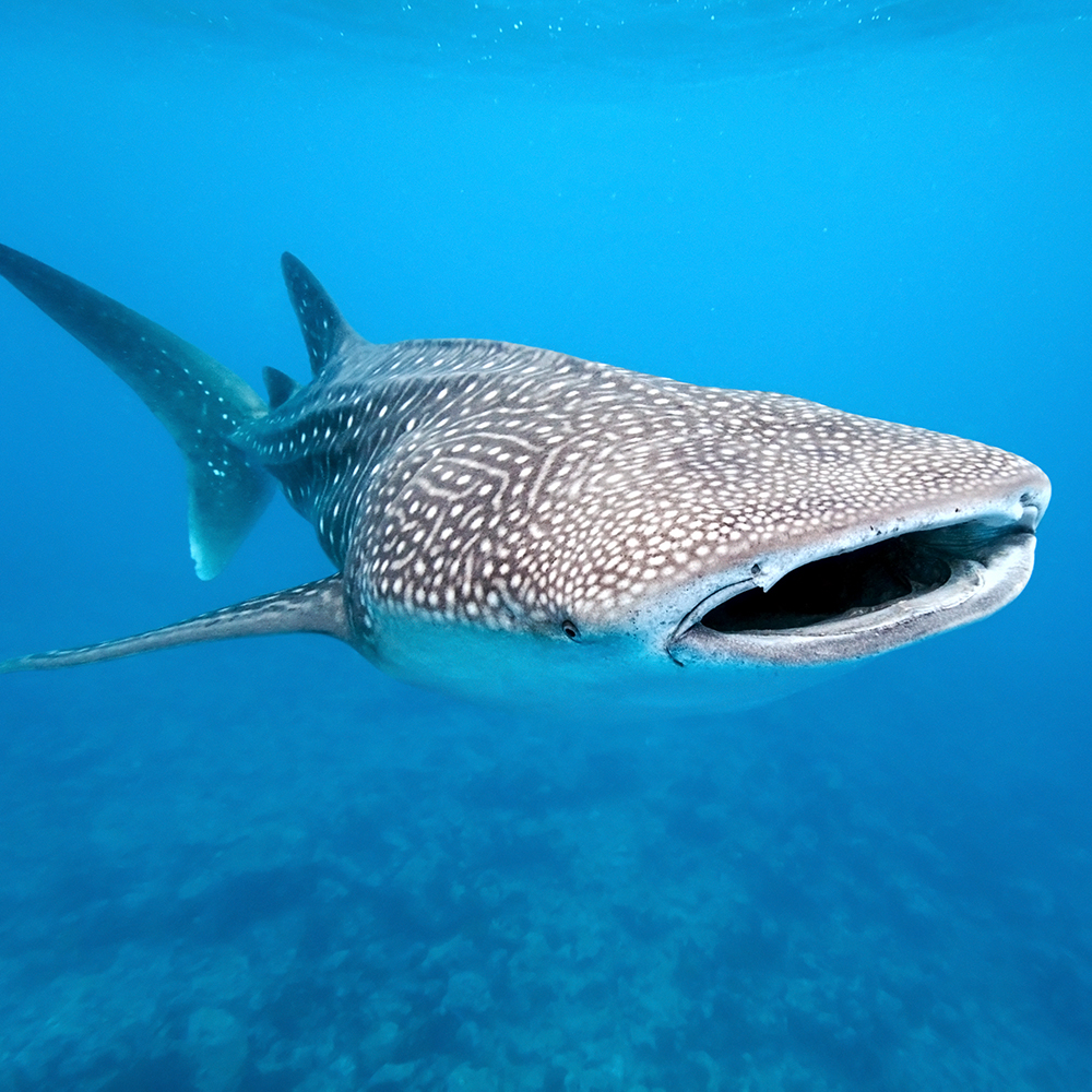 Whale shark from Maldives