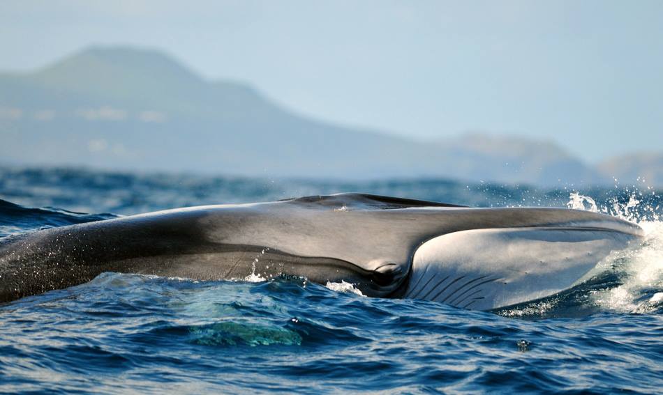 CW Azores Dive Center