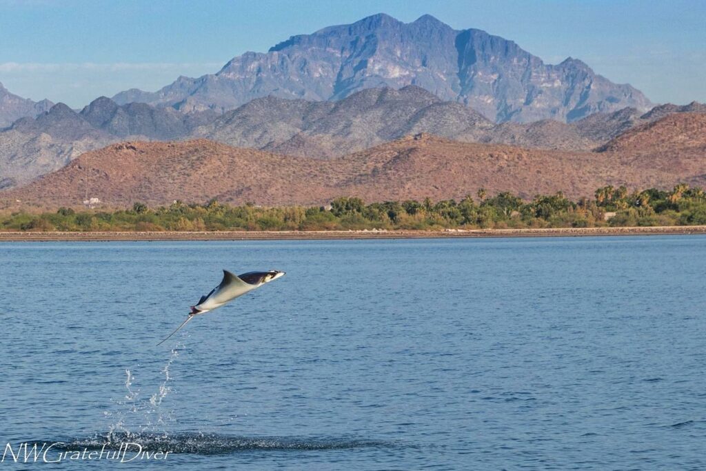 Blue Nation Diving