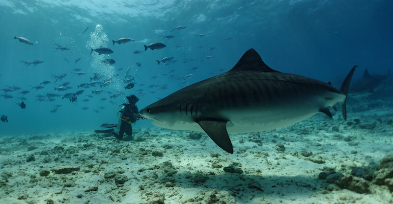 Extreme Dive Fuvahmulah