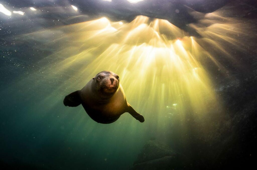 Sea Lions Dive Center