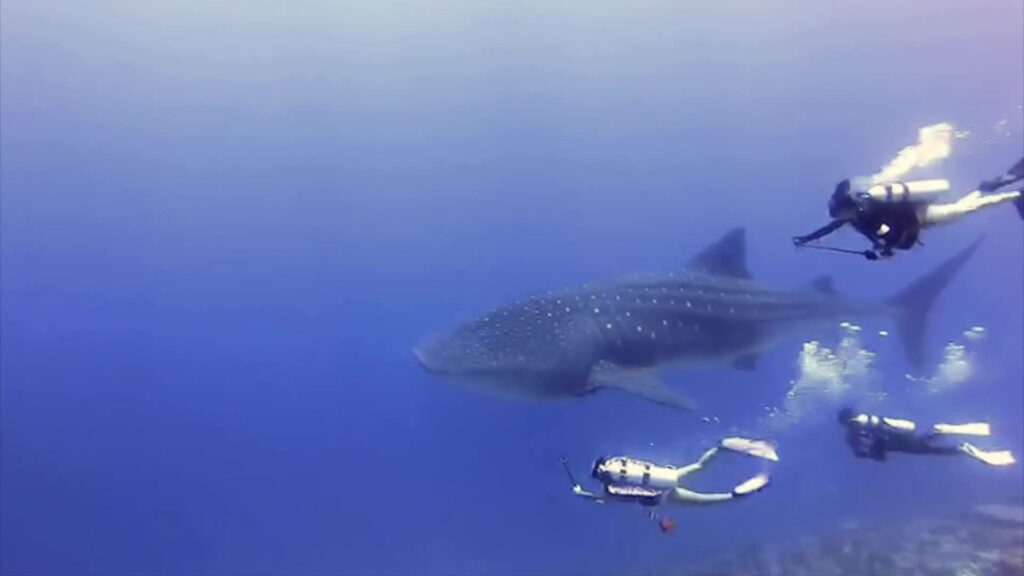 Shark Island Dive