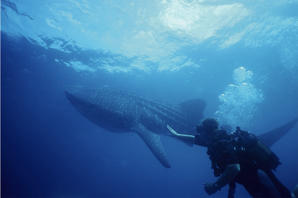 Guinjata Dive Centre