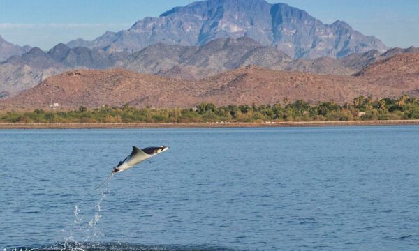 Blue Nation Diving