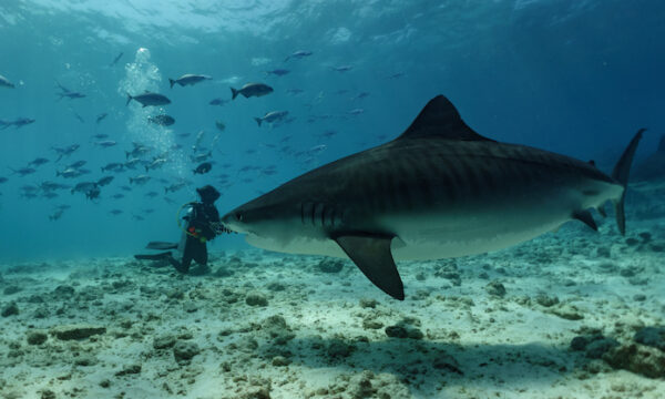 Extreme Dive Fuvahmulah