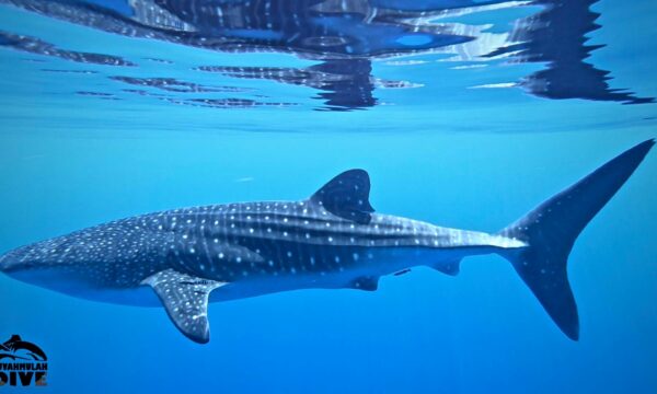 Fuvahmulah Dive School