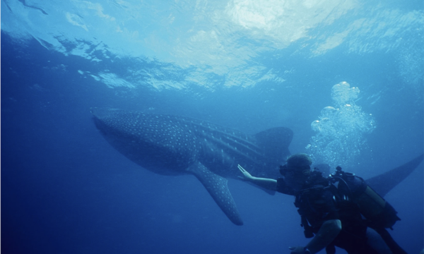 Guinjata Dive Centre