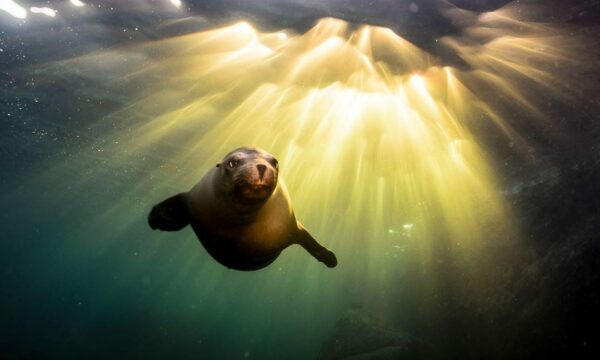 Sea Lions Dive Center