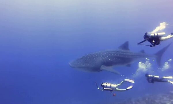 Shark Island Dive