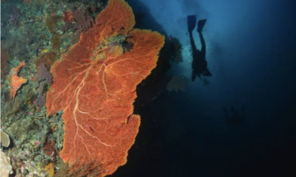 Tubbataha Reef Marine Park