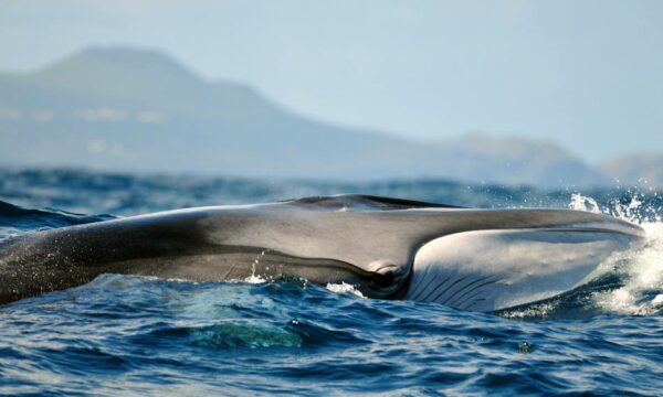 CW Azores Dive Center