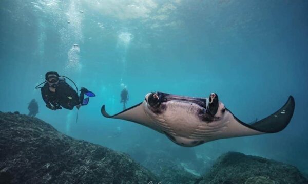 Nico Dives Cool Bali