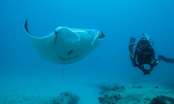 Dive Ningaloo