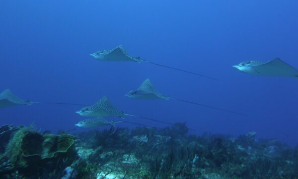 Punta Sur Divers