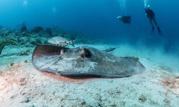 Starfish Scuba